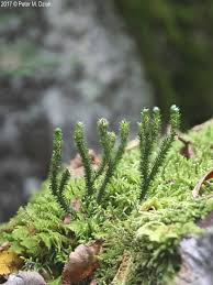 Image result for Huperzia bampsiana