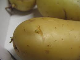 Salah satu penyebab mengapa pria yang sudah menikah tak kunjung memiliki momongan atau buah hati dalam. Umbi Wikipedia Bahasa Indonesia Ensiklopedia Bebas