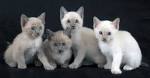 Tonkinese Kittens for Sale - Adoptapet