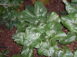 Image result for Cyanastrum johnstonii