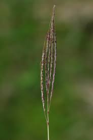 Image result for Ischaemum