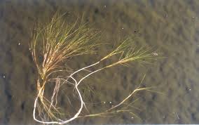 Image result for Stuckenia