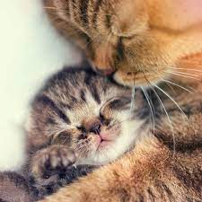 Pin By Gwen Holland On My Animal Friends Kittens Cutest Beautiful Cats Cute Cats