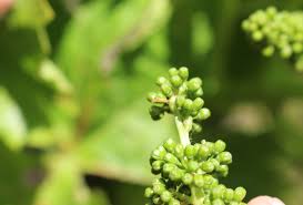 Image result for Lobesia botrana grapevine