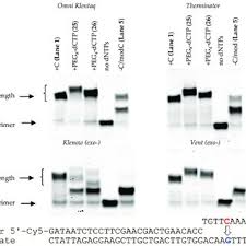 It is formed by the breakage or. Pdf Synthesis Of Polyanionic C5 Modified 2 Deoxyuridine And 2 Deoxycytidine 5 Triphosphates And Their Properties As Substrates For Dna Polymerases