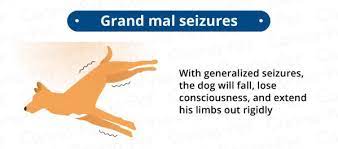 Seizure Descriptions Cello S Corner