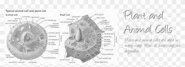 Maybe you would like to learn more about one of these? Http Images Tutorvista Membrane Structure Plant Cell Organelles Hd Png Download 977x316 3382113 Pngfind