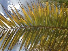 Sylvester palm/diamond cut we believe that this cut makes this palm stand out in the crowd. 12 Palm Disease Deficiencies Disorder Ideas Palm Central Florida Disease