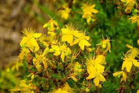 John's is now open for seated restaurant dining. Foraging St John S Wort How To Make St John S Wort Oil Salve