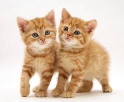 British Shorthair Red Tabby Kittens By Jane Burton Tabby Kitten Kittens Cutest Cute Baby Animals