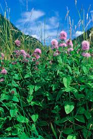 Image result for Mentha aquatica