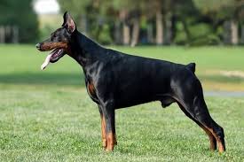 american vs european doberman a side by side comparison