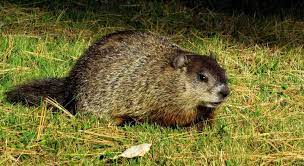 Read on how to kill a groundhog and choose the best method of groundhogs' extermination. How To Get Rid Of Groundhogs 7 Tips And Tricks Pestkilled