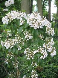 Image result for Hilleria latifolia