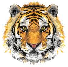 Tiger Head Transparent Clip Art Image Tiger Face Drawing Tiger Face Tiger Art