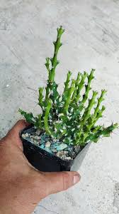 Image result for Euphorbia ramulosa