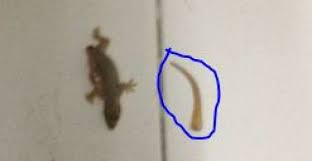 Check spelling or type a new query. Proses Pemutusan Ekor Cicak Disebut Autotomi Pak Mono