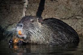 The Coypu Also Known As The River Rat And Nutria Is A Large Herbivorous Semiaquatic Rodent And The Only Member Of The Family Myoca Tierbilder Tiere Bilder