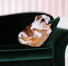 Haustiere Wann Hunde Und Katzen Friedlich Unter Einem Dach Leben Welt