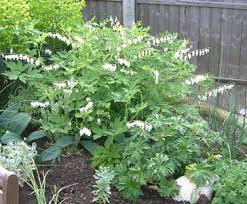 Image result for Dicentra spectabilis alba