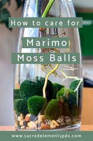 What You Should Be Using This For Your Marimo Moss Balls You Ll Be Surprised At What I Use To Care For Them Watch The Vi Marimo Moss Ball Marimo Moss