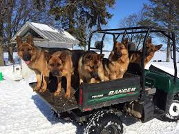 We breed pet quality pups (family pets) our pups come to. Akc German Shepherd Puppies For Sale German Shepherd Breeder Mi Grand Rapids Mi