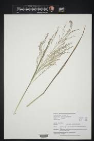Image result for Panicum subalbidum