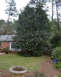 If you are pruning an azalea in order to rejuvenate the plant because it's become spindly or sparse, locate three to five of the largest branches on the azalea bush. Right Plant Wrong Place How To Deal With Overgrown Shrubs