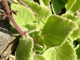 Image result for Coleus maculosus