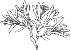 Image result for Digitaria gymnostachys