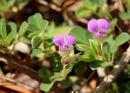 Image result for Grona setigera