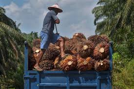Why is palm oil so controversial? Farmers Fear Living In Poverty As Eu Moves To Ban Palm Oil Biofuel Shine News