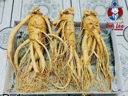 Loại 1 - Thượng Phẩm) Nhân Sâm Tươi Hàn Quốc 6 Năm Tuổi Loại 3 Củ/Kg - Sâm  Hàn Quốc Ông Lee