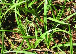 Image result for Cyperus nduru