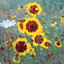 Image result for Coreopsis tinctoria