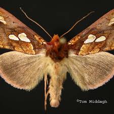 Image result for Plusia putnami