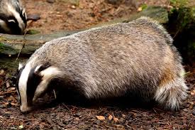 Dachs Bei Der Futtersuche Badger Mammals Badger Tattoo