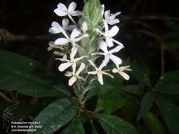 Image result for Lankesteria