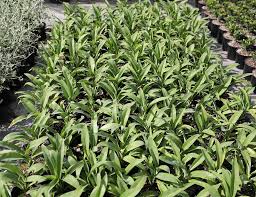 Renga software has 3 repositories available. Arthropodium Cirratum Renga Renga Lily Awa Nursery