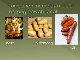 We are family for fighter !! Cara Pembiakan Tumbuhan Ppt Download