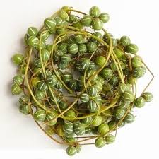 Image result for Diplocyclos