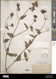 Image result for Boerhavia erecta