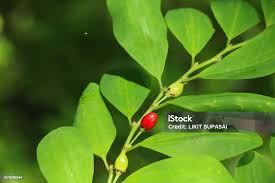 Image result for Erythrococca kirkii