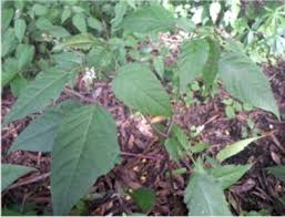 Image result for Hilleria latifolia