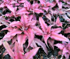 Can i use red dirt, black dirt that dried out for 3 years, and beach sand? Cryptanthus Bivittatus Growing Red Star Bromeliad