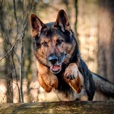 Happy And Alert German Shepherd Runs Through A Rich Forest He Ll Rest Well At Home In An Eq German Shepherd Wallpaper Shepherd Dog Breeds German Shepherd Dogs