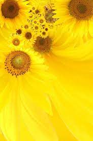 Sunflower Picture Background Material 5 Download Free Vector Psd Flash Jpg Www Fordesigner Com Sunflower Pictures Sunflowers Background Sunflower Wallpaper