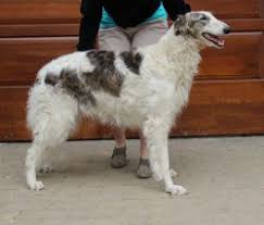 Borzoi The Breed Archive