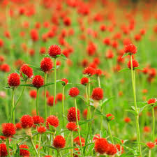 Image result for Gomphrena globosa