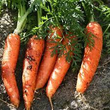 Collection de différentes variétés de tomates et de melons et si la première année est couronnée de succès, vous voudrez recommencer en testant de nouvelles variétés ou en augmentant les quantités. Quels Legumes Planter En Juin Ooreka